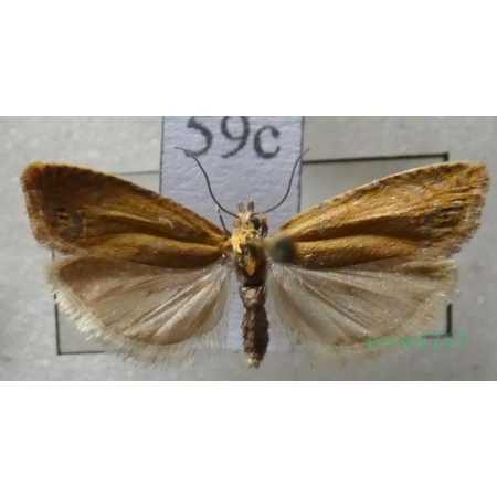 Lathronympha strigana (Fabricius, 1775) Czech59c